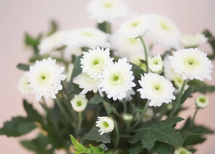 Classy Flat At Marques Square With Garden Διαμέρισμα Πόρτο