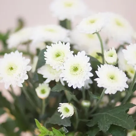 Classy Flat At Marques Square With Garden شقة بورتو